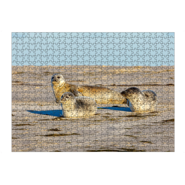 artboxONE Puzzle "Robben" artboxONE - Natur,Tiere - Robbe,Kegelrobbe,Seehund,Wildlife,Strand,Insel,Nordsee,Wattenmeer,Pellworm - Bild robbe