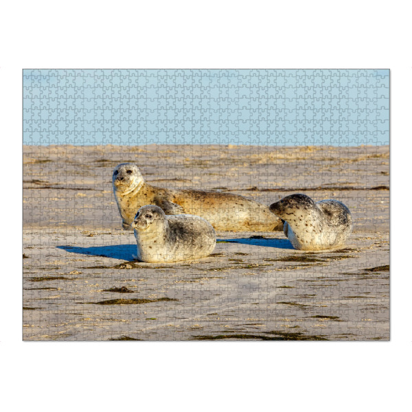 Puzzle Ravensburger "Robben" artboxONE - Natur,Tiere - Robbe,Kegelrobbe,Seehund,Wildlife,Strand,Insel,Nordsee,Wattenmeer,Pellworm - Bild robbe