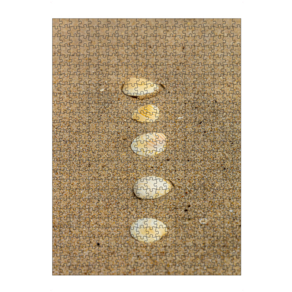 artboxONE Puzzle "Muscheln in Portugal" artboxONE - Natur,Reise,Floral,Für Kinder,Abstrakt