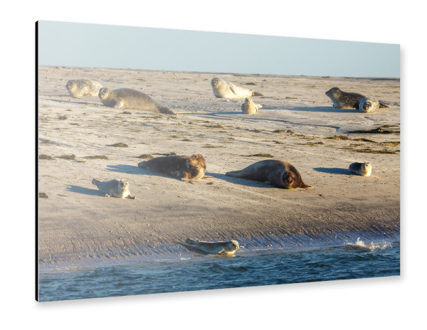 Alu-Dibond "Robben am Strand" 30x20 cm artboxONE