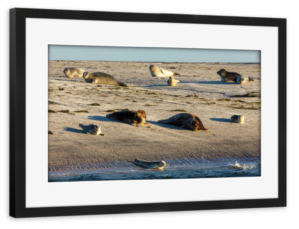 Poster mit Rahmen schwarz "Robben am Strand" artboxONE - Natur,Tiere - Robbe,Kegelrobbe,Seehund,Wildlife,Strand,Insel,Nordsee,Wattenmeer,Pellworm