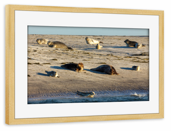 Poster mit Rahmen kiefer "Robben am Strand" artboxONE - Natur,Tiere - Robbe,Kegelrobbe,Seehund,Wildlife,Strand,Insel,Nordsee,Wattenmeer,Pellworm