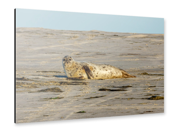 Alu-Dibond "Robbe am Strand" 30x20 cm artboxONE