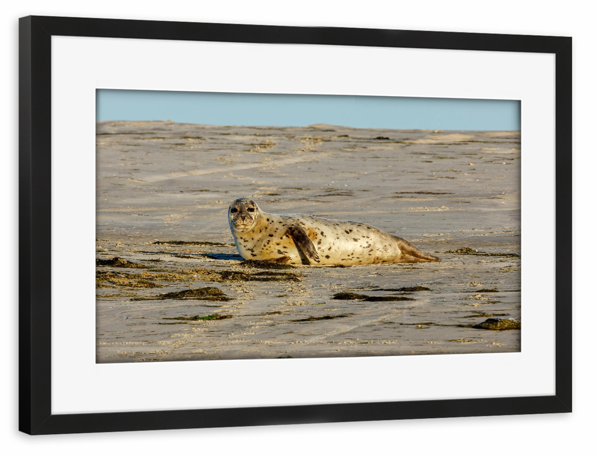 Poster mit Rahmen schwarz "Robbe am Strand" artboxONE - Natur,Tiere - Robbe,Kegelrobbe,Seehund,Wildlife,Strand,Insel,Nordsee,Wattenmeer,Pellworm