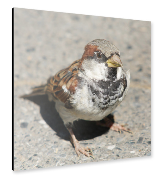 Alu-Dibond "Der Spatz vom Central-Park NY" 30x30 cm artboxONE