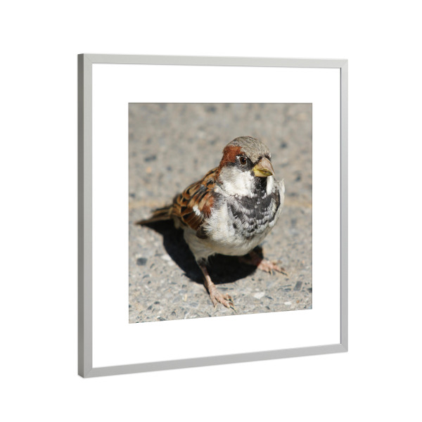 Poster mit Rahmen Silber "Der Spatz vom Central-Park NY" artboxONE - Natur,Tiere - Spatz,Sperling,Vogel,Central park,New york,Model,Park