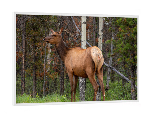 Poster mit weißem Rahmen "Wapiti im Wald" artboxONE - Natur,Tiere - Wapiti,Weisswedel hirsch,Hirsch,Kanada,Banff,Jasper,Hirschkuh,Wildlife