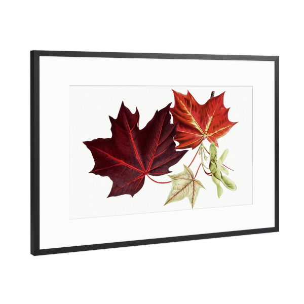 Poster mit Rahmen Schwarz (Metallic) "Rote Ahornblätter" artboxONE - Natur,Floral