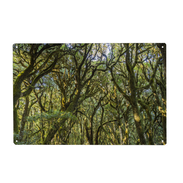 Holzbild "Nationalpark Garajon" artboxONE - Natur - La gomera,Kanarische insel,Spanien,Nationalpark garajonay,Unesco,Wald,Urwald