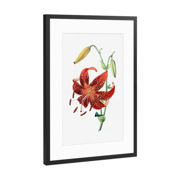 Poster mit Rahmen Schwarz (Metallic) "Tigerlilie" artboxONE - Natur,Floral,Liebe,Für Mama