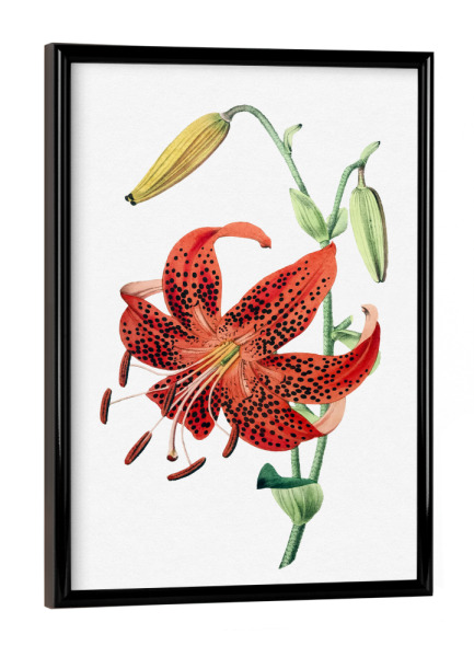 Poster mit schwarzem Rahmen "Tigerlilie" artboxONE - Natur,Floral,Liebe,Für Mama