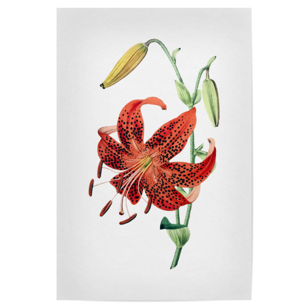 Poster 30x20 cm "Tigerlilie" artboxONE - Natur,Floral,Liebe,Für Mama