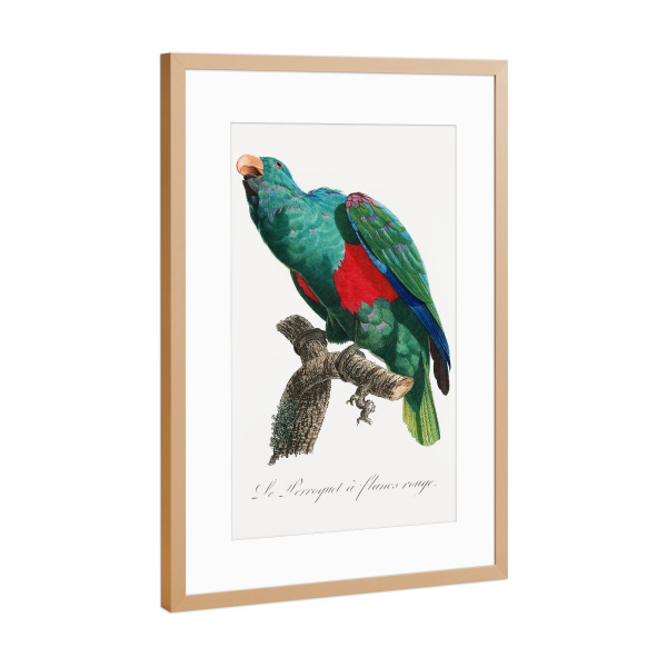 Poster mit Rahmen Kupfer "Der Edelpapagei" artboxONE - Natur,Reise,Für Kinder,Tiere