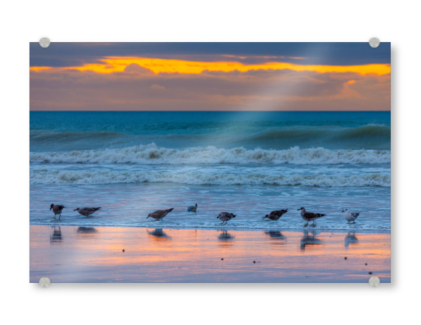 Acrylglasbild "Möwe am Strand" artboxONE - Natur,Tiere - Möwe,Strand,Sonnenuntergang,Meer,Ozean,Wellen,Landschaft,Natur