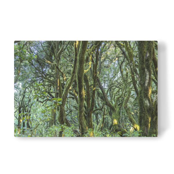 Leinwandbild "Nebelwald LA Gomera" artboxONE - Natur,Reise - Garajonay,Unesco,La gomera,Kanarische inseln,Spanien,Wald,Urwald