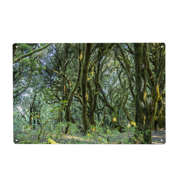 Holzbild "Nebelwald LA Gomera" artboxONE - Natur,Reise - Garajonay,Unesco,La gomera,Kanarische inseln,Spanien,Wald,Urwald