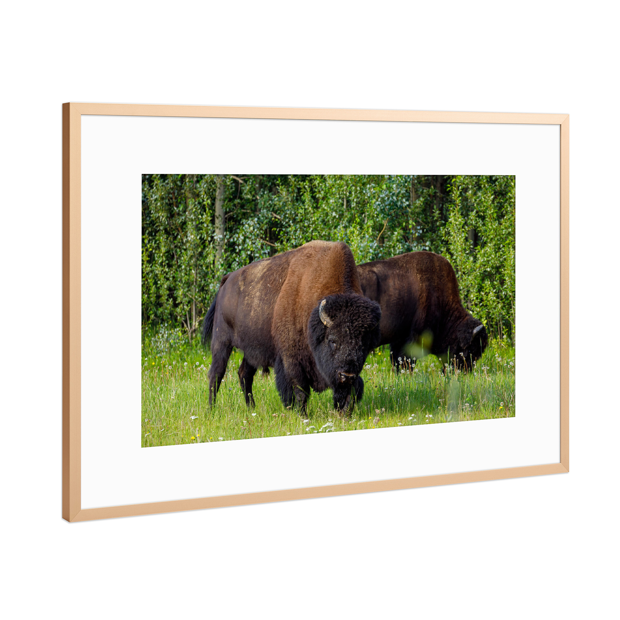 Poster mit Rahmen Kupfer "Wilde Bisons im Wald" artboxONE - Natur,Tiere