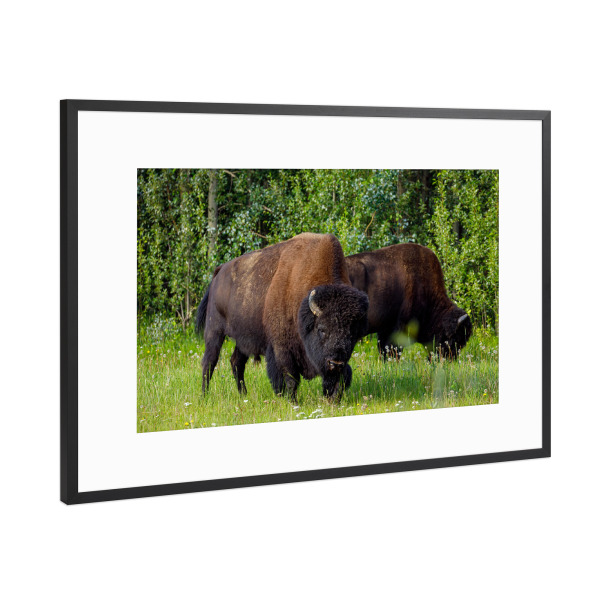 Poster mit Rahmen Schwarz (Metallic) "Wilde Bisons im Wald" artboxONE - Natur,Tiere