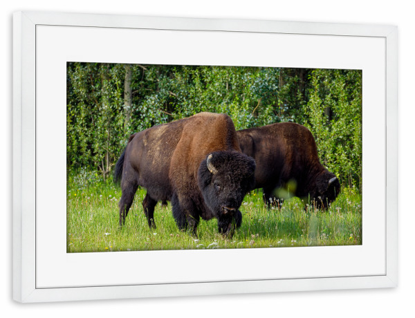 Poster mit Rahmen weiß "Wilde Bisons im Wald" artboxONE - Natur,Tiere