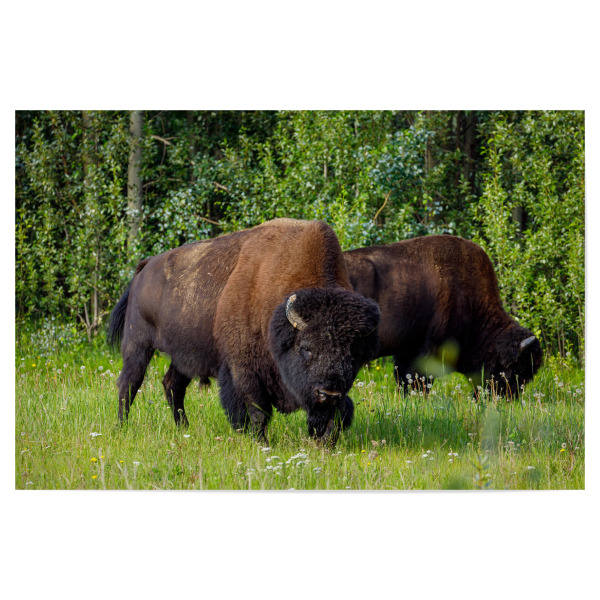 Poster 30x20 cm "Wilde Bisons im Wald" artboxONE - Natur,Tiere