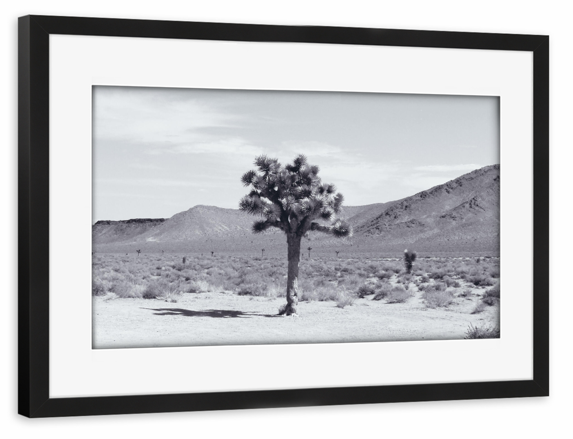 Poster mit Rahmen schwarz "Joshua Tree in the desert" artboxONE - Natur,Reise,Schwarzweiß,Reise / Länder