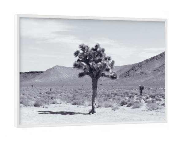 Poster mit weißem Rahmen "Joshua Tree in the desert" artboxONE - Natur,Reise,Schwarzweiß,Reise / Länder