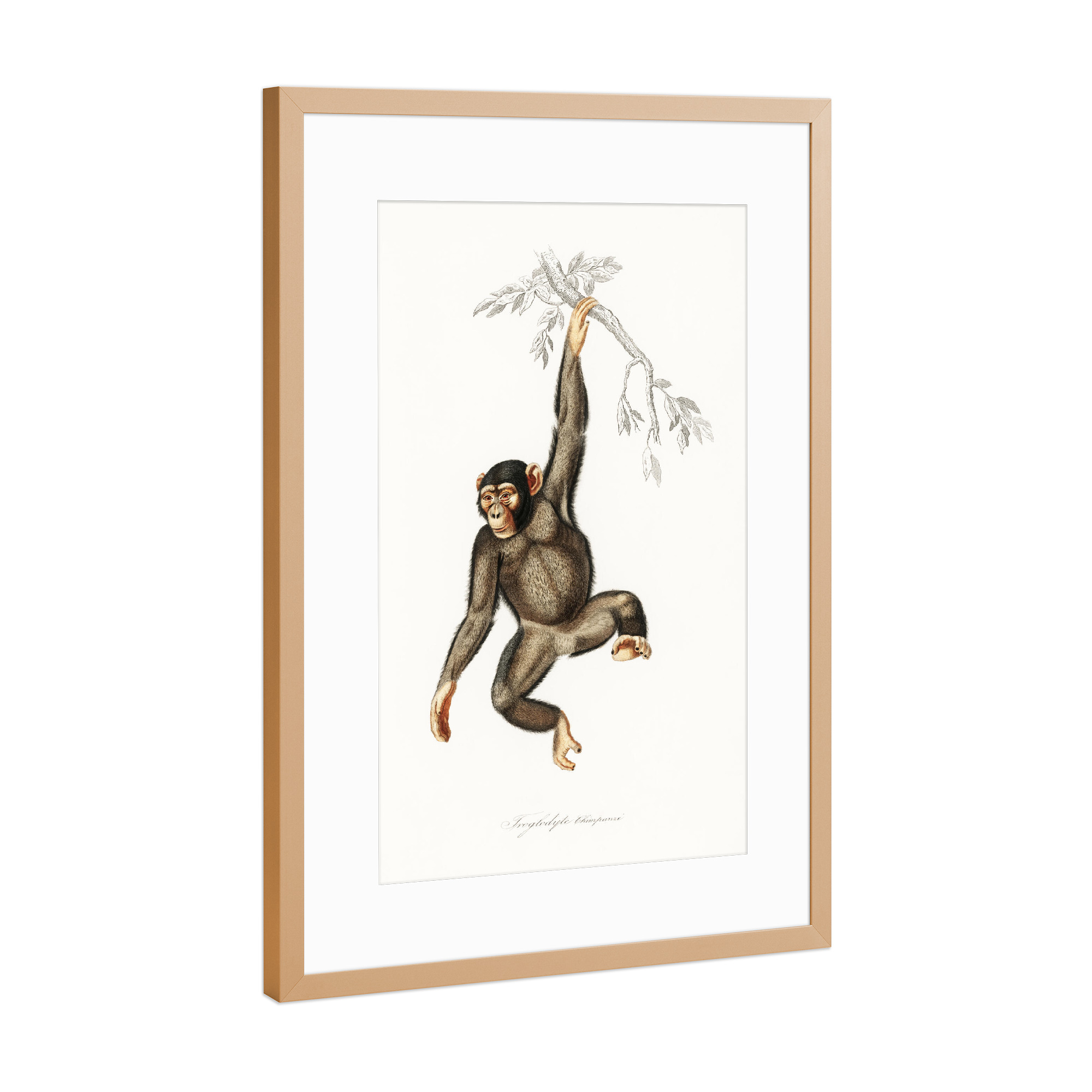 Poster mit Rahmen Kupfer "Höhlenschimpanse" artboxONE - Natur,Für Kinder,Tiere