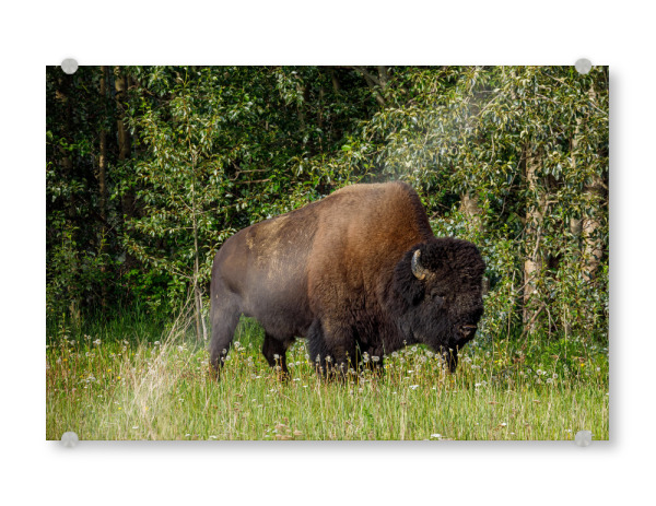 Acrylglasbild "Wilde Bisons im Yukon" artboxONE - Natur,Tiere
