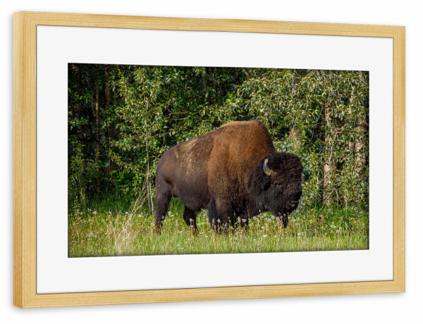 Poster mit Rahmen kiefer "Wilde Bisons im Yukon" artboxONE - Natur,Tiere