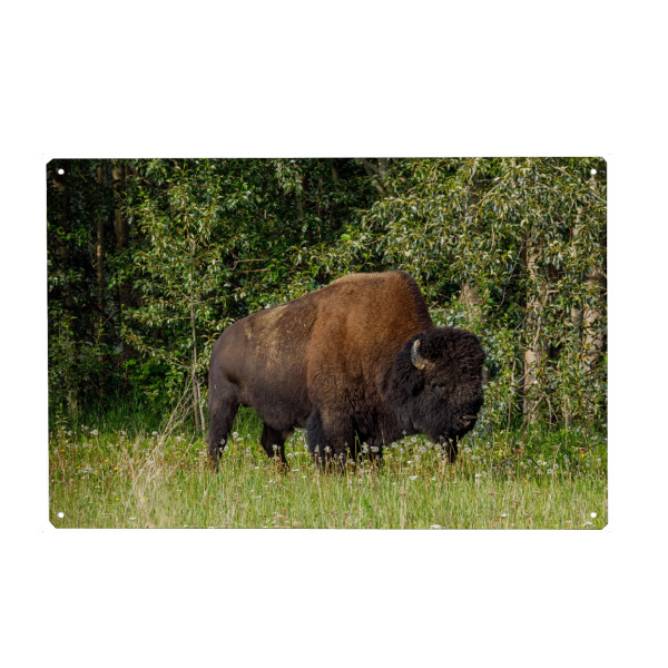 Holzbild "Wilde Bisons im Yukon" artboxONE - Natur,Tiere