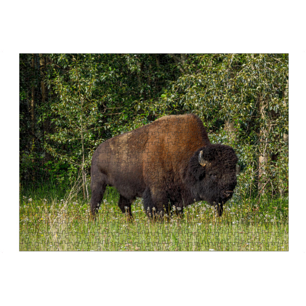 artboxONE Puzzle "Wilde Bisons im Yukon" artboxONE - Natur,Tiere