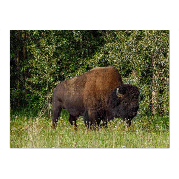 Puzzle Ravensburger "Wilde Bisons im Yukon" artboxONE - Natur,Tiere