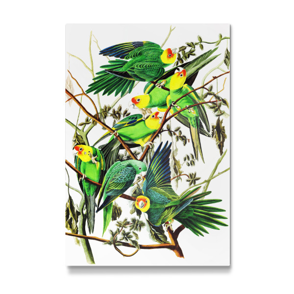 Galerie-Print "Carolina-Sittiche" 30x20 cm artboxONE