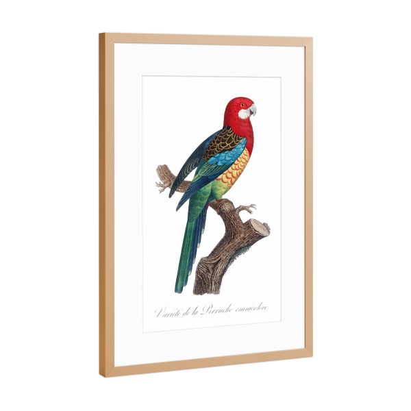 Poster mit Rahmen Kupfer "Die östliche Rosella" artboxONE - Natur,Reise,Für Kinder,Tiere