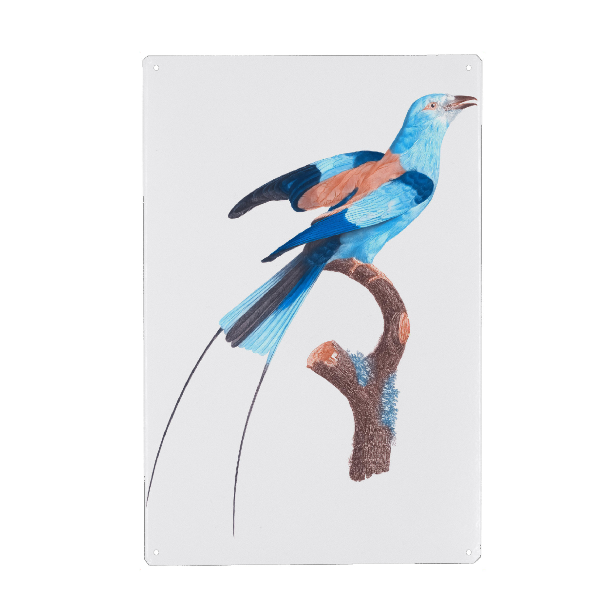 Holzbild "Papageien - Levaillant" artboxONE - Natur,Floral,Tiere