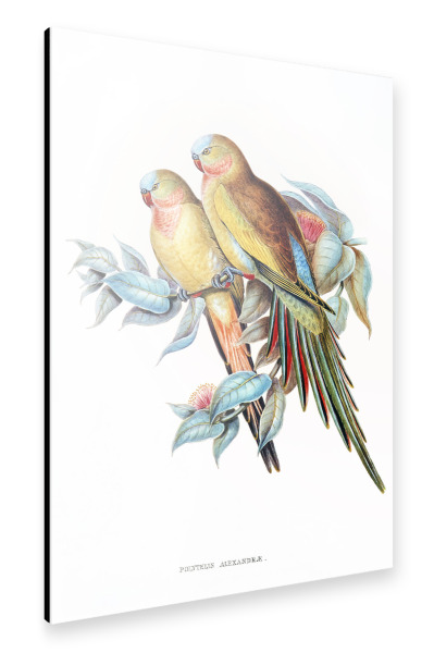 Alu-Dibond "The Princess of Wales's Parakeet" 30x20 cm artboxONE