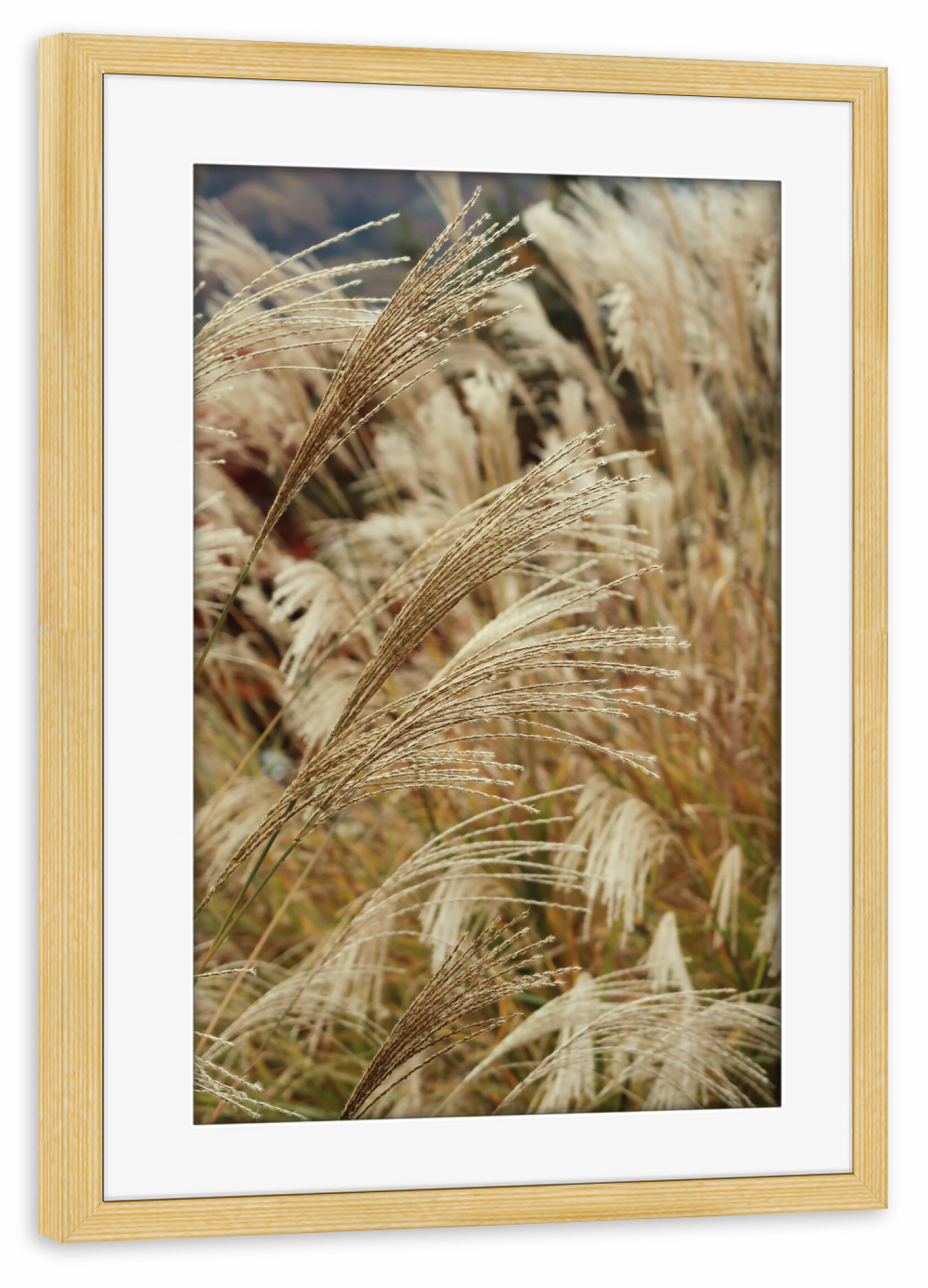 Poster mit Rahmen kiefer "Weizenpflanzen" artboxONE - Natur,Floral - Weizenpflanzen,Pflanzen,Natur,Beige,Boho,Botanisch