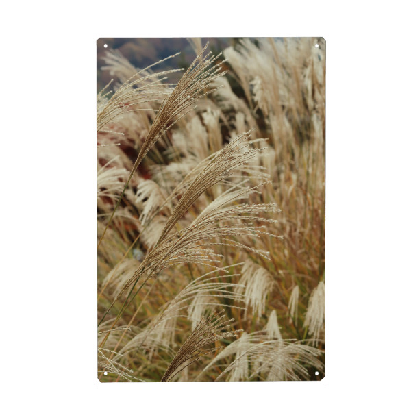 Metall Poster "Weizenpflanzen" artboxONE - Natur,Floral - Weizenpflanzen,Pflanzen,Natur,Beige,Boho,Botanisch - Blechschild