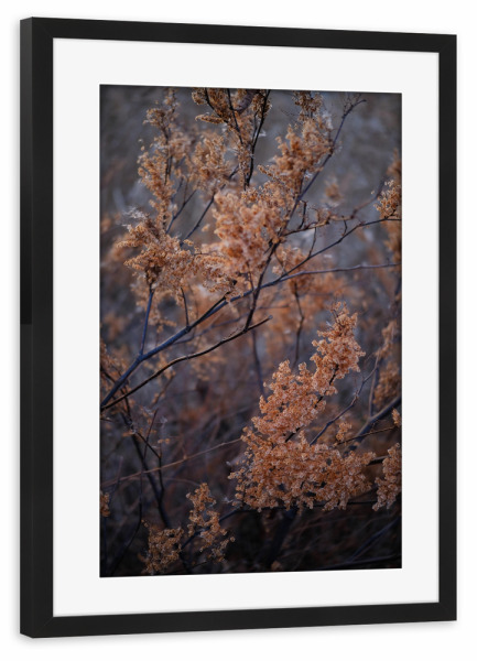 Poster mit Rahmen schwarz "Getrocknete rote Blätter" artboxONE - Natur - Getrocknete rote blätter,Blätter,Natur,Botanisch