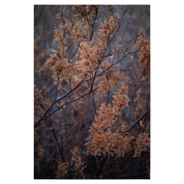 Poster "Getrocknete rote Blätter" artboxONE - Natur - Getrocknete rote blätter,Blätter,Natur,Botanisch