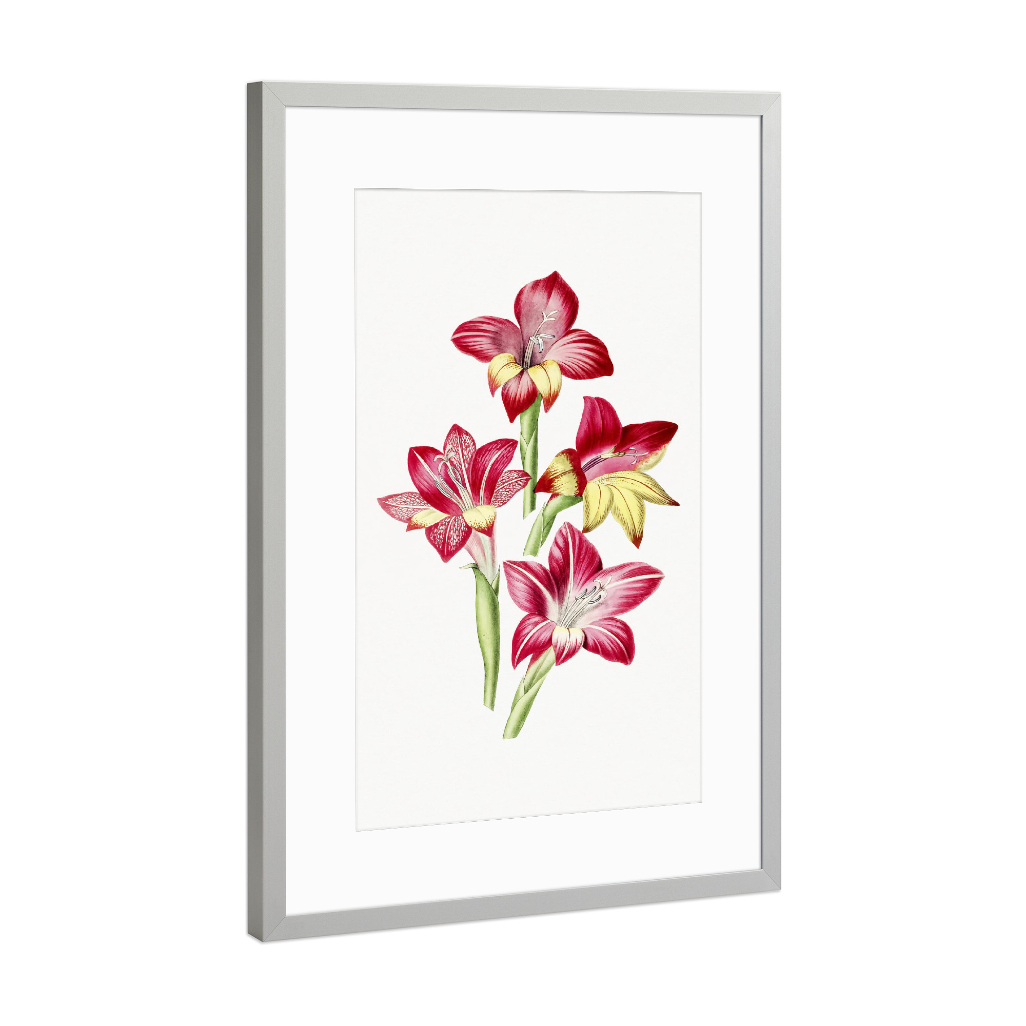 Poster mit Rahmen Silber "Rote Gladiole" artboxONE - Natur,Floral,Liebe