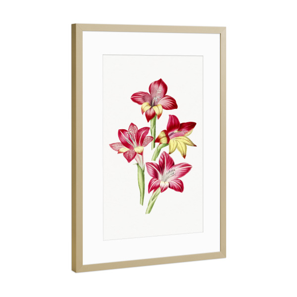 Poster mit Rahmen Gold "Rote Gladiole" artboxONE - Natur,Floral,Liebe