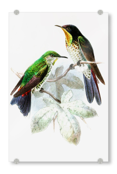 Acrylglasbild "Rhamphomicron Dorsale" artboxONE - Natur,Floral,Tiere