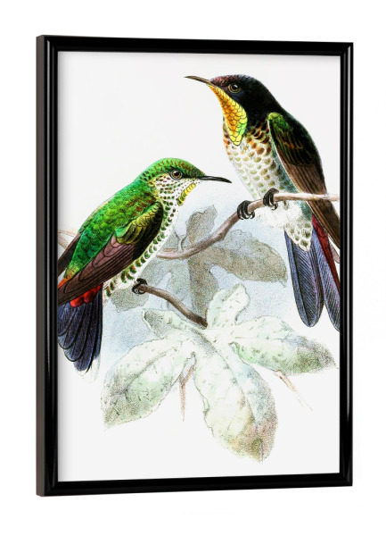 Poster mit schwarzem Rahmen "Rhamphomicron Dorsale" artboxONE - Natur,Floral,Tiere