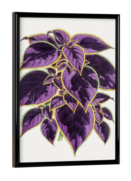 Poster mit schwarzem Rahmen "Coleus-Pflanze" artboxONE - Natur,Floral,Liebe,Für Mama,Für Papa