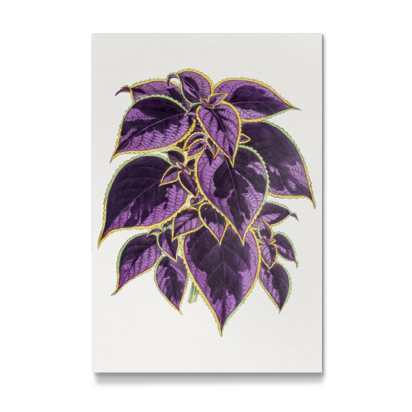 Galerie-Print "Coleus-Pflanze" 30x20 cm artboxONE