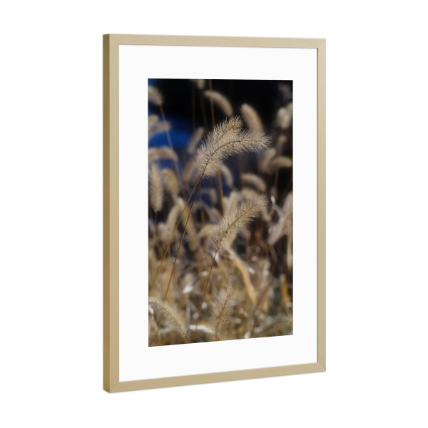 Poster mit Rahmen Gold "Gelbe Pampas-Gräser" artboxONE - Natur - Gelbe pampasgräser,Botanisch,Natur,Floral