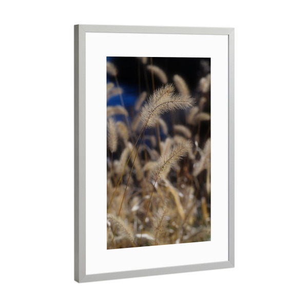 Poster mit Rahmen Silber "Gelbe Pampas-Gräser" artboxONE - Natur - Gelbe pampasgräser,Botanisch,Natur,Floral