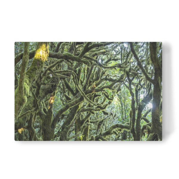 Leinwandbild "Wald im Nationalpark Garajonay" artboxONE - Natur - La gomera,Kanarische inseln,Spanien,Nationalpark garajonay,Unesco,Wald,Urwald