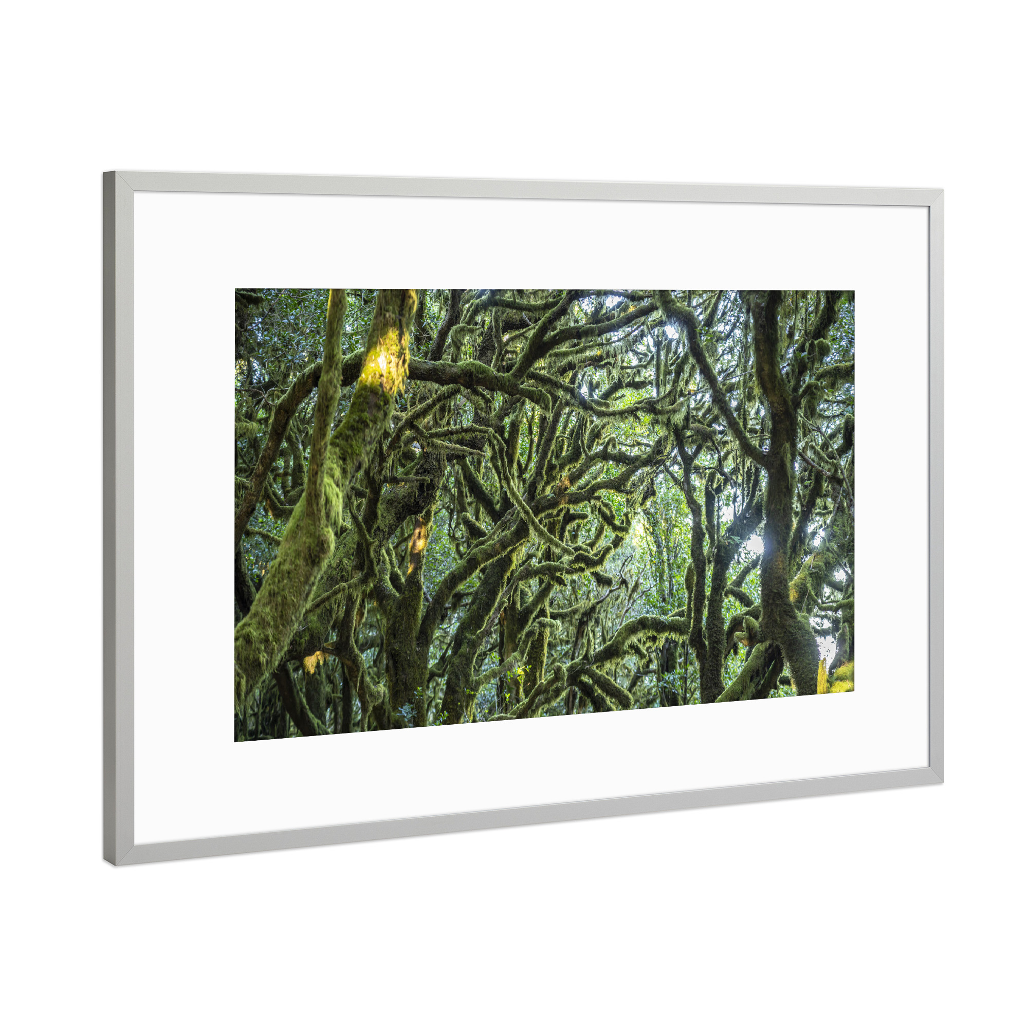 Poster mit Rahmen Silber "Wald im Nationalpark Garajonay" artboxONE - Natur